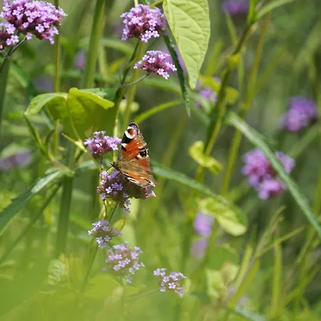 A Coque'line 住宿加早餐酒店 3*