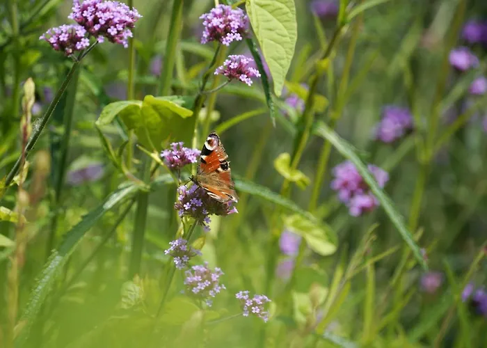 A Coque'line Bed & Breakfast 3*
